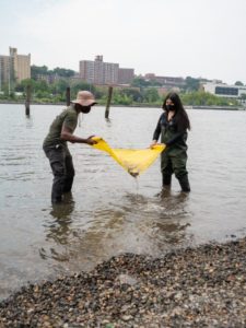Above: Students from the Washington Heights Expeditionary Learning Schools (WHEELS) seining the salt marsh at Sherman Creek Park.