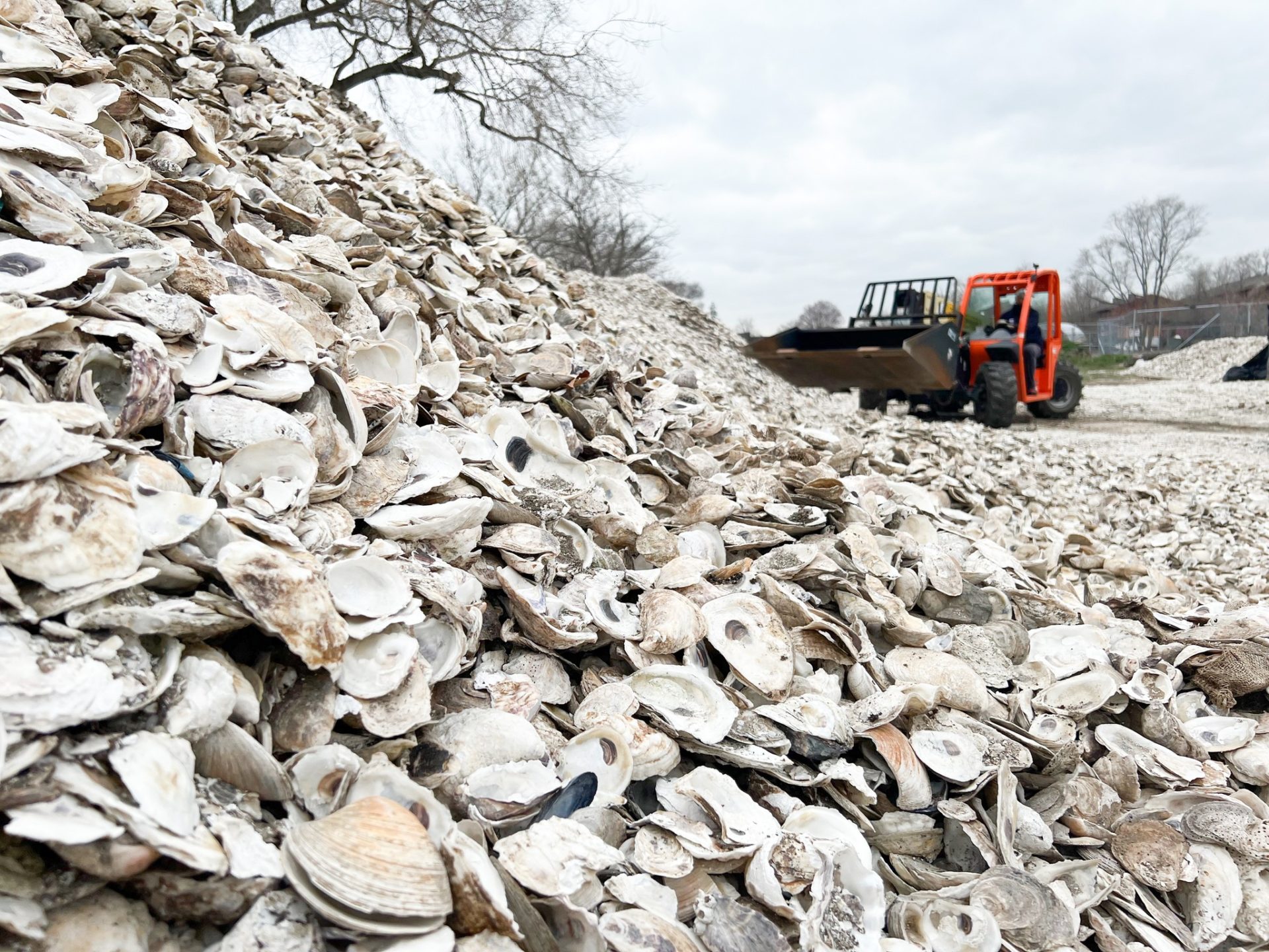 National Oyster Day New York Harbor is Bouncing Back Steve and Alex